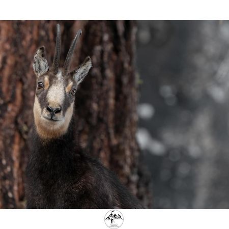 Appartamento Lo Bou Valsavarenche Buitenkant foto