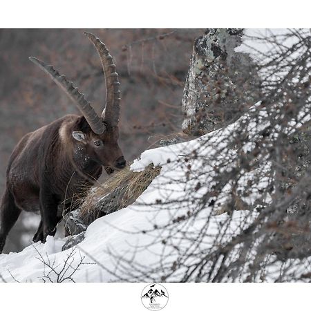 Appartamento Lo Bou Valsavarenche Buitenkant foto